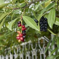 Kirschlorbeer mit roten und schwarzen Früchten Kirschlorbeer mit roten und schwarzen Früchten