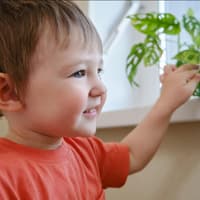 Kleiner Junge fasst an eine Zimmerpflanze Kleiner Junge fasst an eine Zimmerpflanze