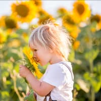 Junge in Sonnenblumenfeld: Ungifte Pflanze für Kinder im Garten Junge in Sonnenblumenfeld: Ungifte Pflanze für Kinder im Garten