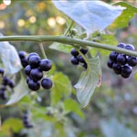 Die Beeren des Schwarzen Nachtschattens Die Beeren des Schwarzen Nachtschattens