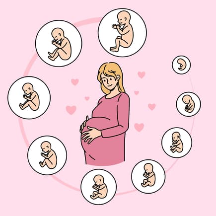 Alle Schwangerschaftsmonate im Überblick Alle Schwangerschaftsmonate im Überblick