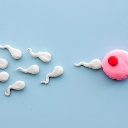 Schwangerschaftswoche 2 - Befruchtung