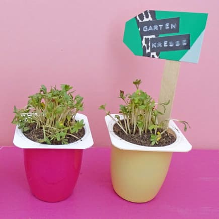 So begeistert Upcycling auch Kinder: selbst gezüchtete Kresse in alten Fruchtzwerge-Bechern. Kresse in Fruchtzwerge-Bechern züchten