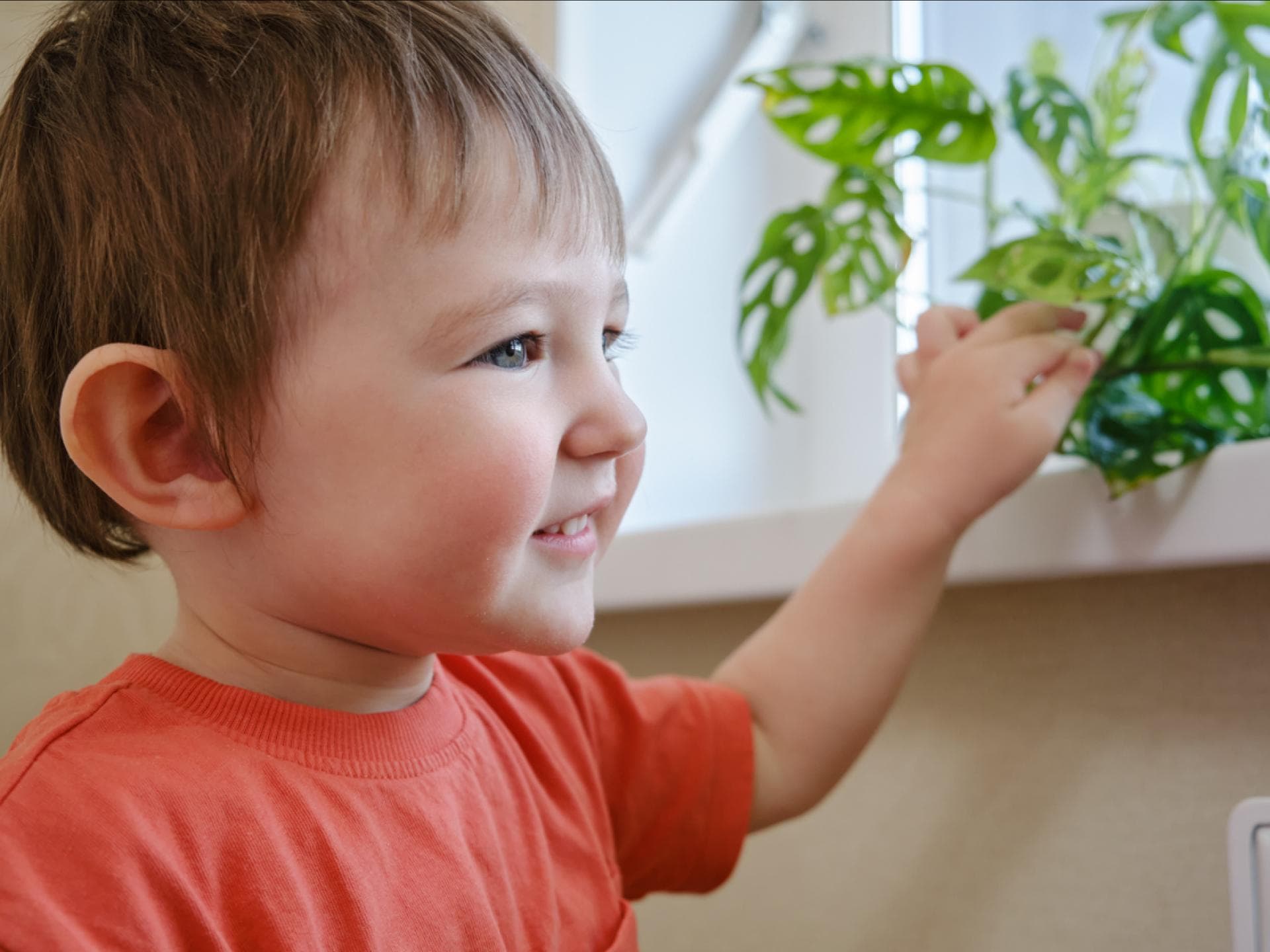 Kleiner Junge fasst an eine Zimmerpflanze Kleiner Junge fasst an eine Zimmerpflanze
