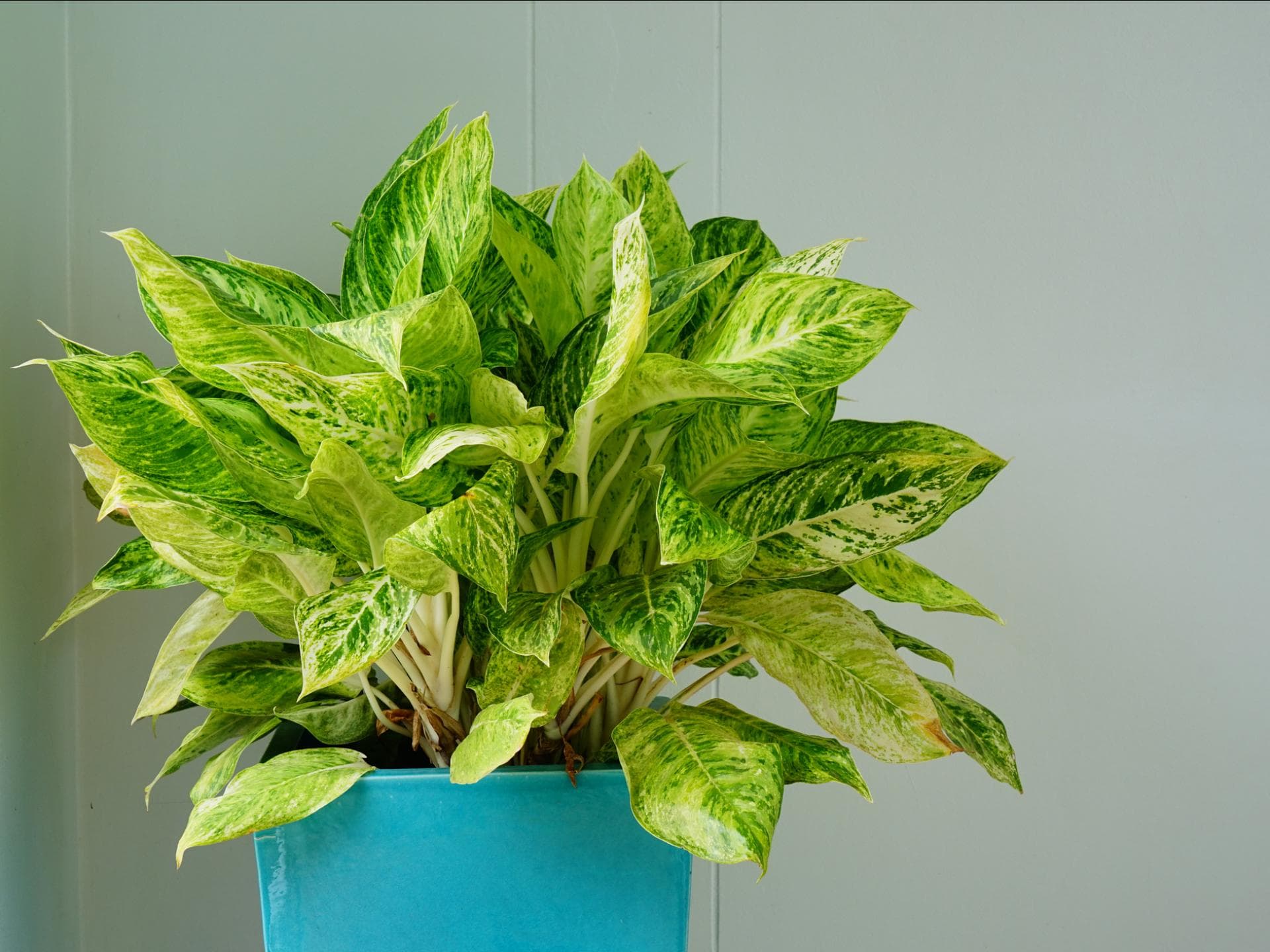 Zimmerpflanze Zimmerpflanze